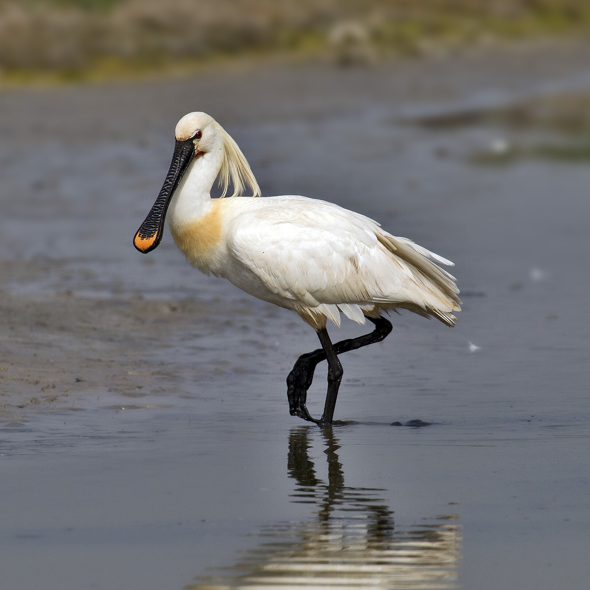 Eurasian Spoonbill (Platalea leucorodia)
