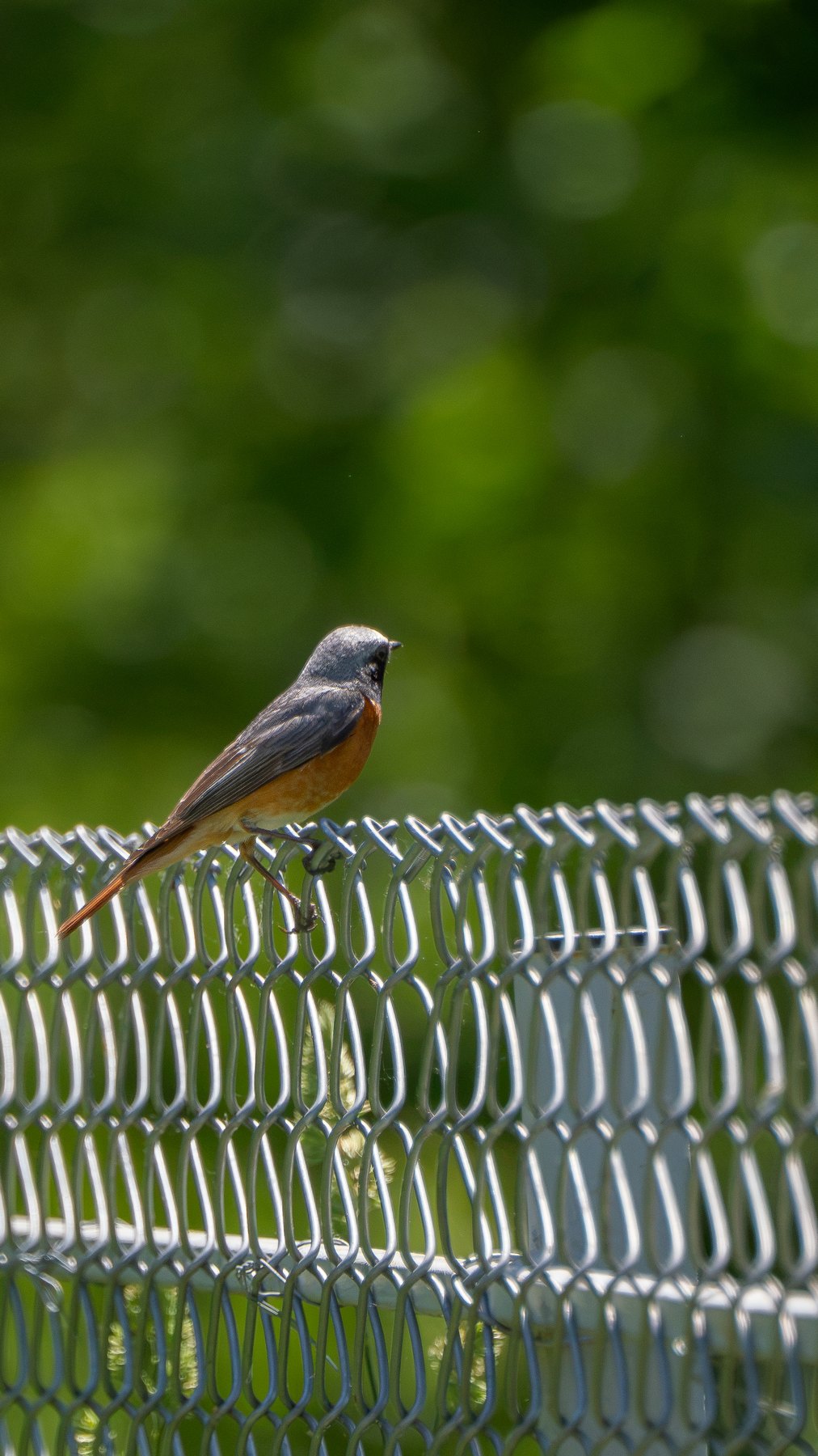 Songbird portrait in summer light