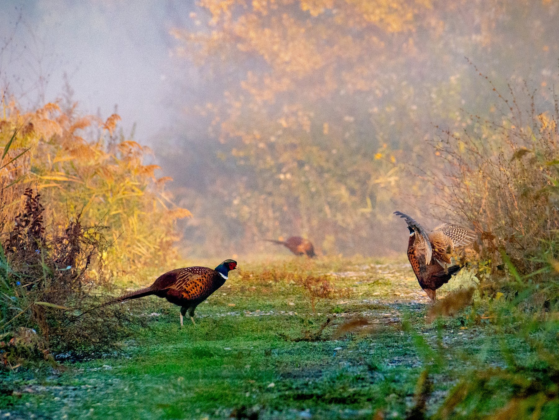 Pheasants moving through autumn cover
