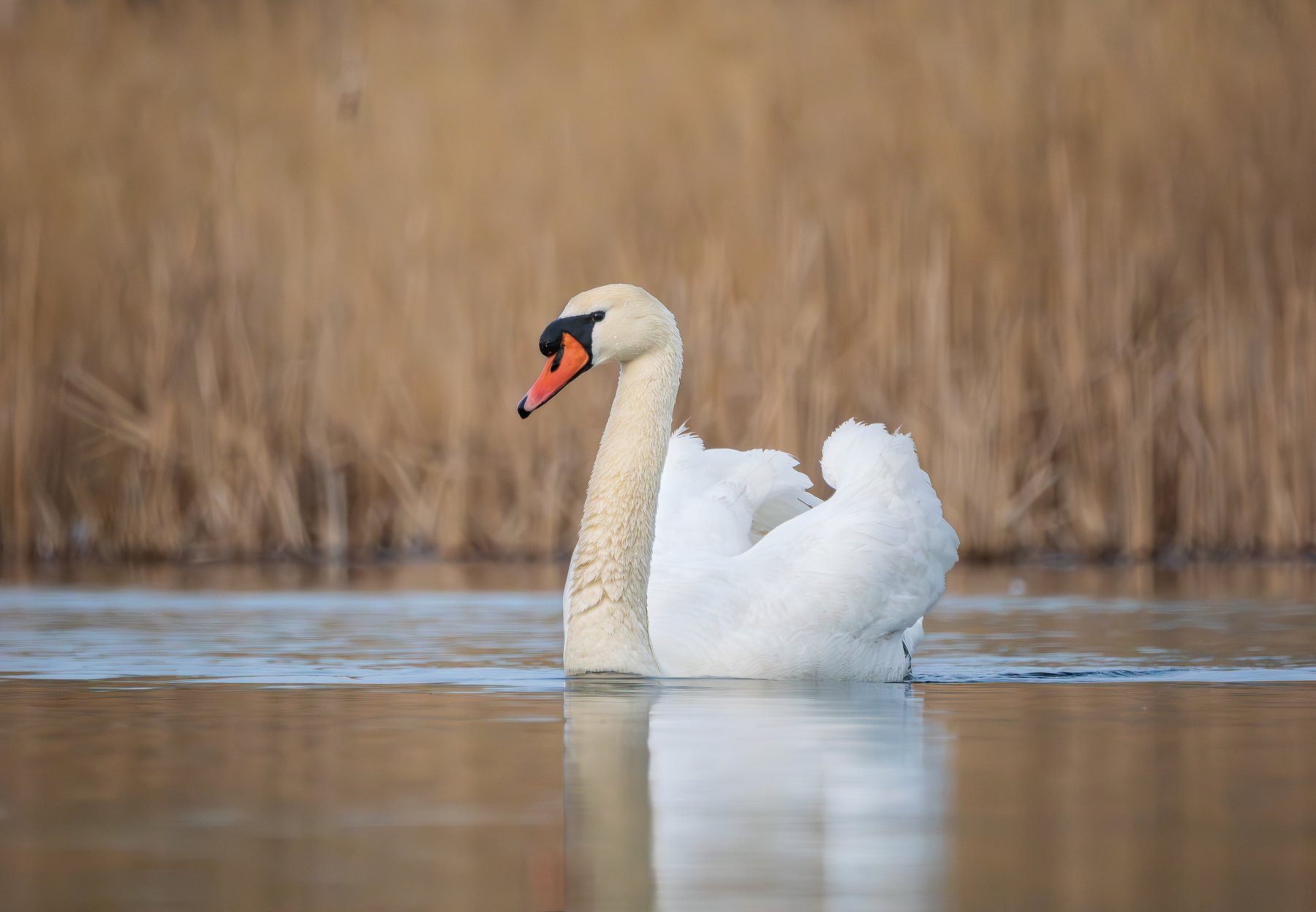 Mute swan on calm water