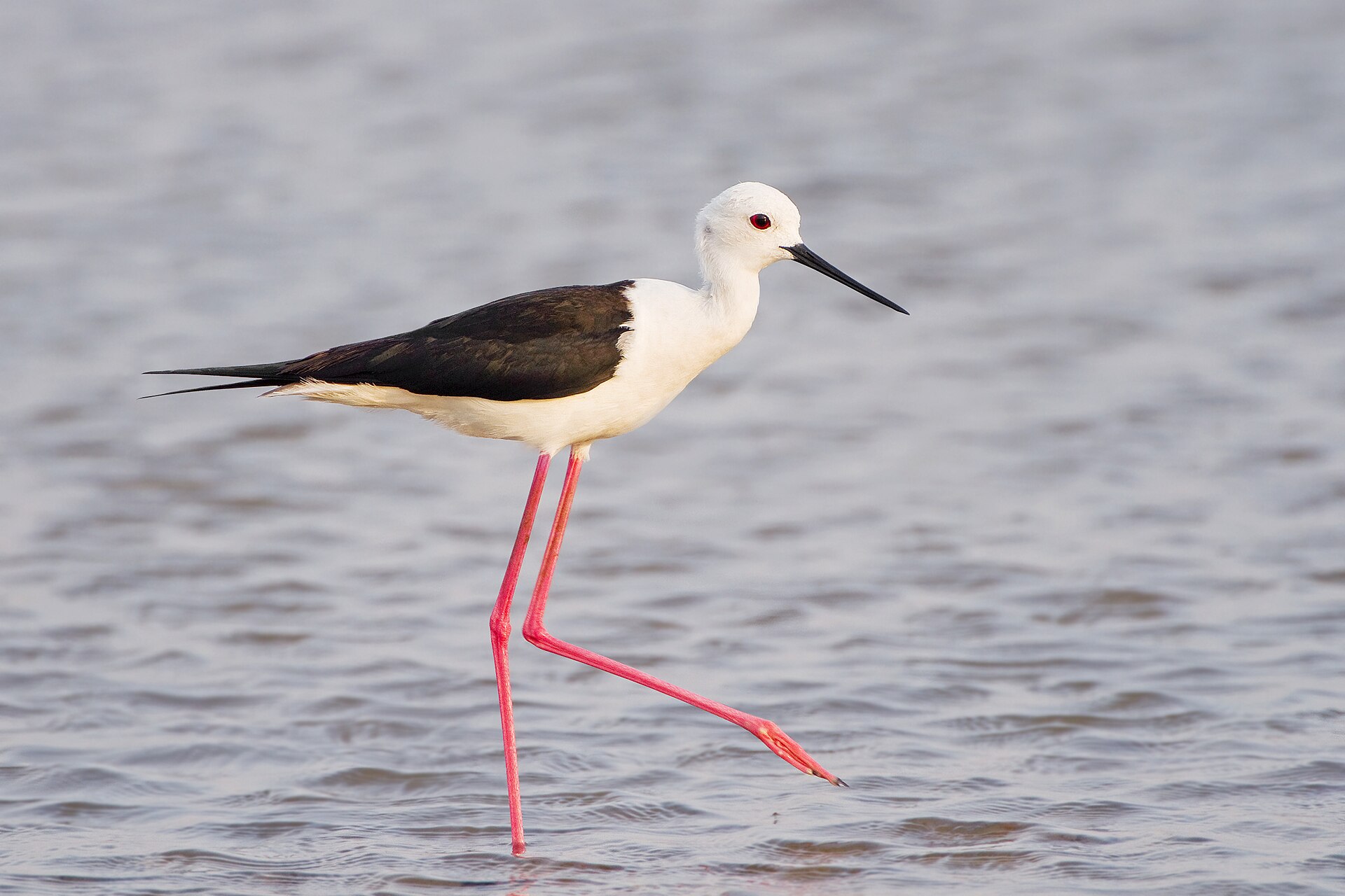 Black-winged Stilt (Himantopus himantopus)