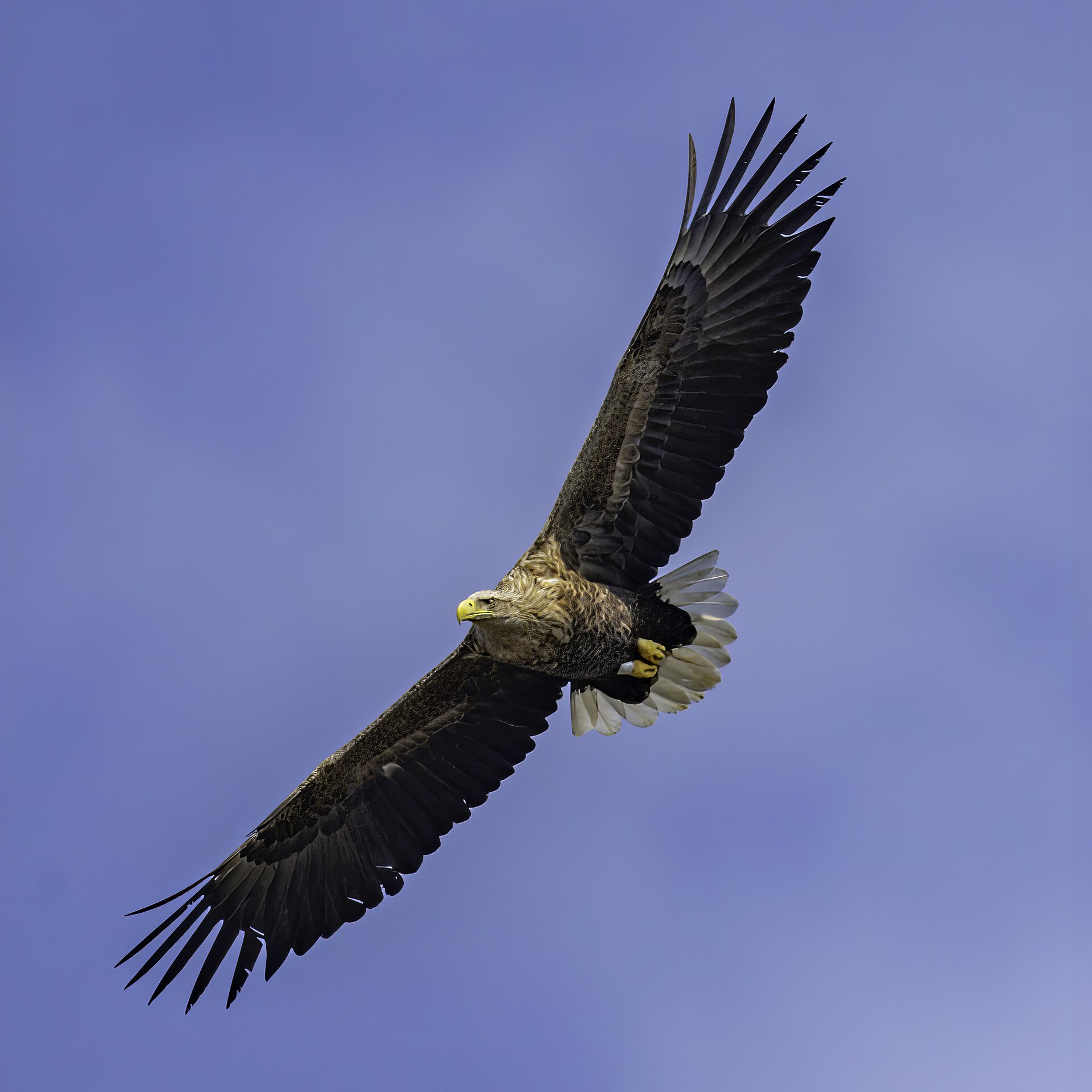 White-tailed Eagle (Haliaeetus albicilla)