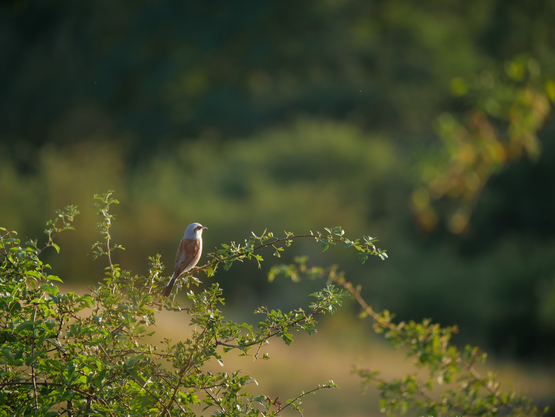 Wild bird among summer foliage