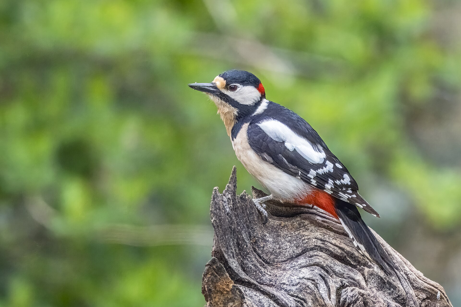 Great Spotted Woodpecker (Dendrocopos major)