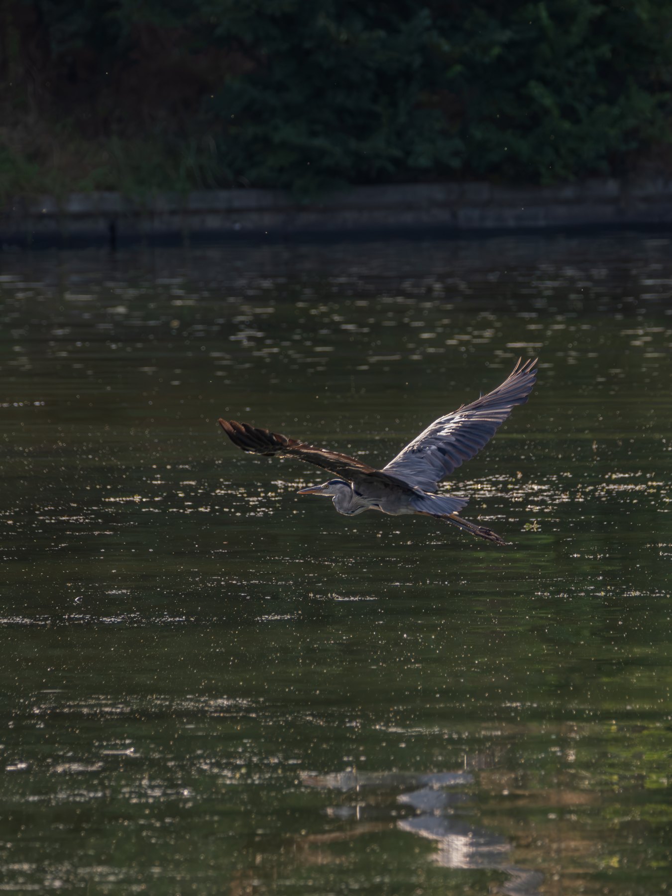 Grey heron at a quiet wetland