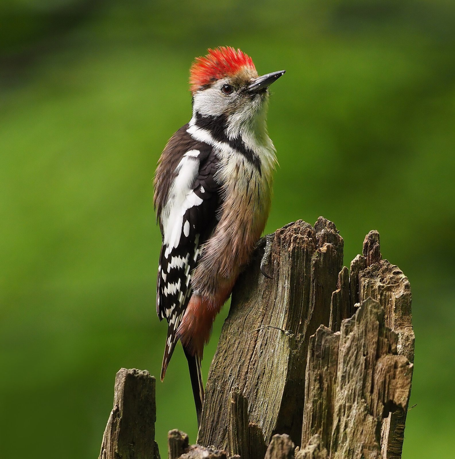 Middle Spotted Woodpecker (Leiopicus medius)