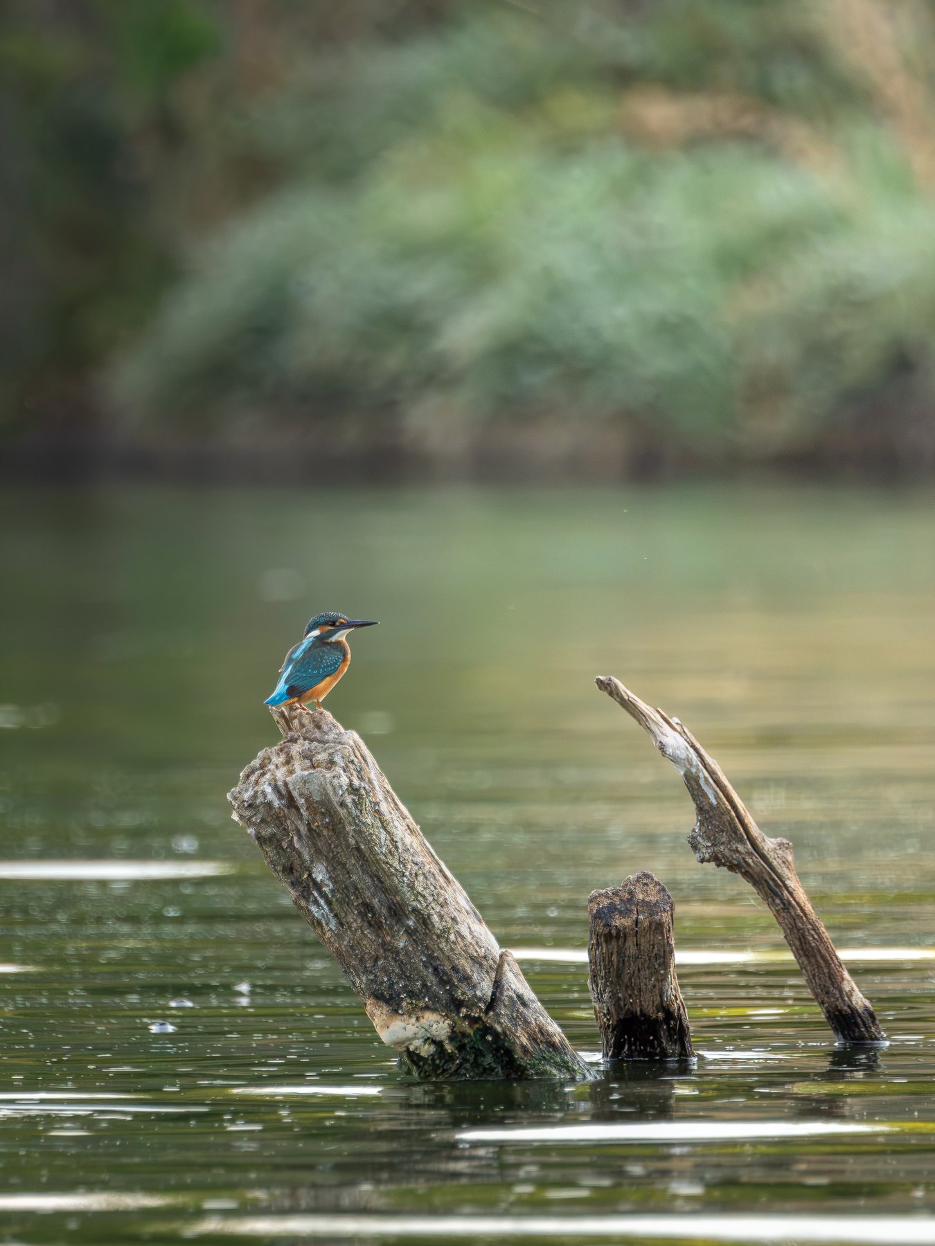Kingfisher perched above the water
