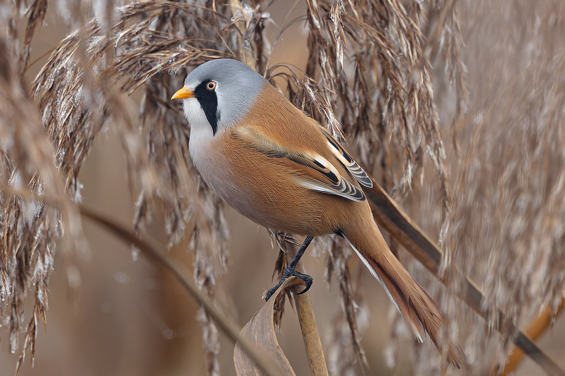 Bearded Reedling (Panurus biarmicus)