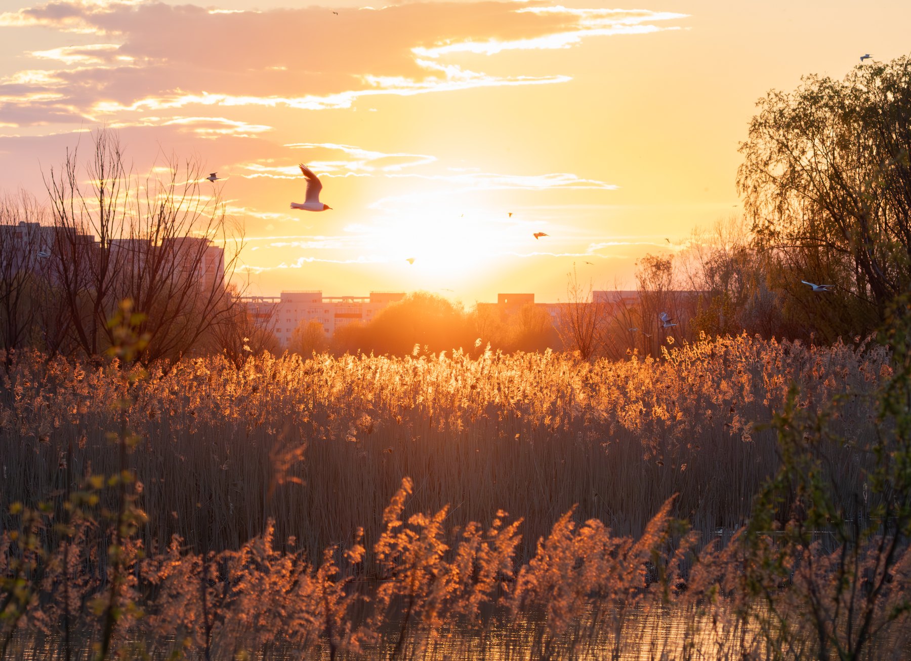 Birds flying over reeds at sunset