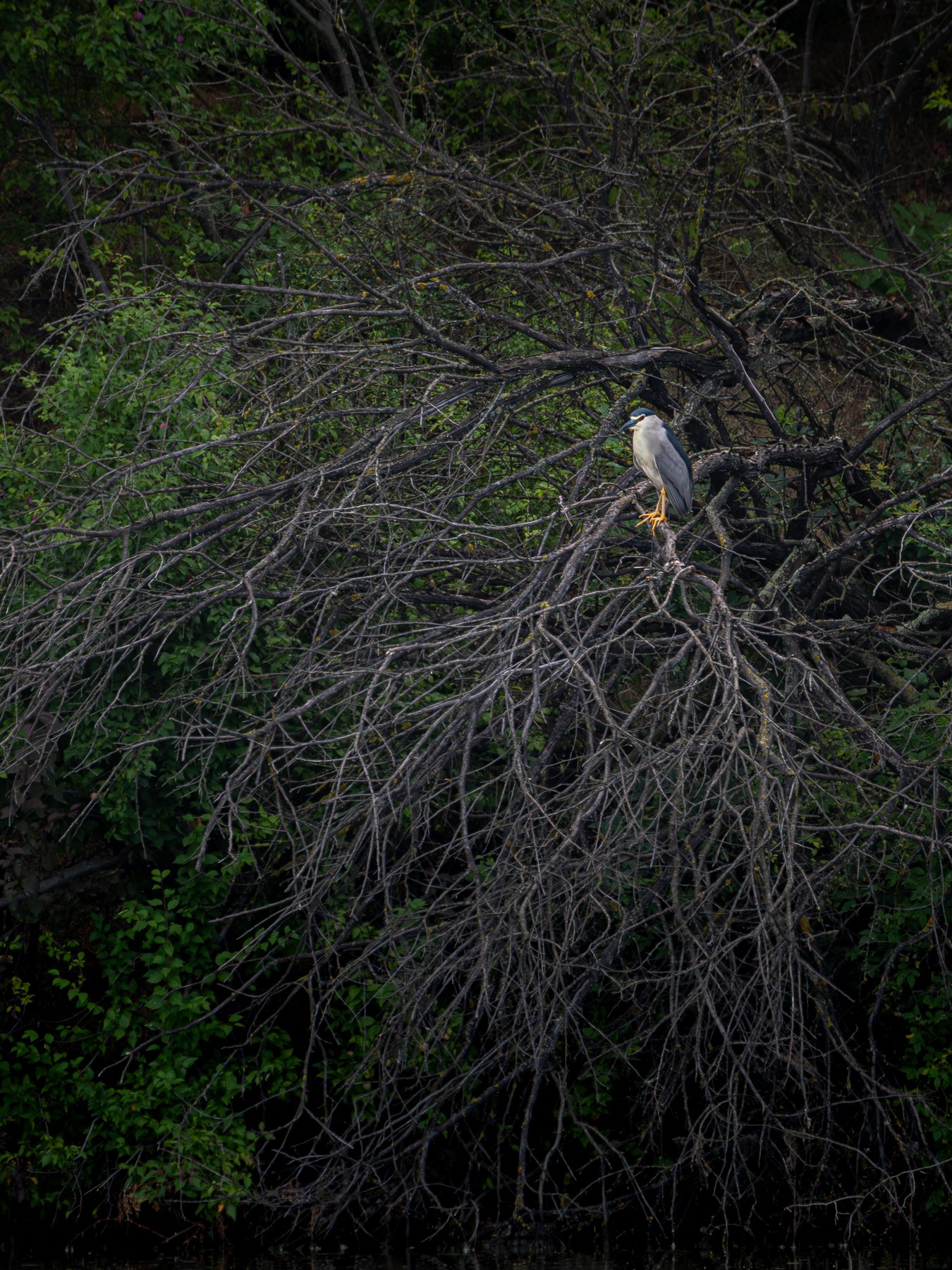 Grey heron at a quiet wetland