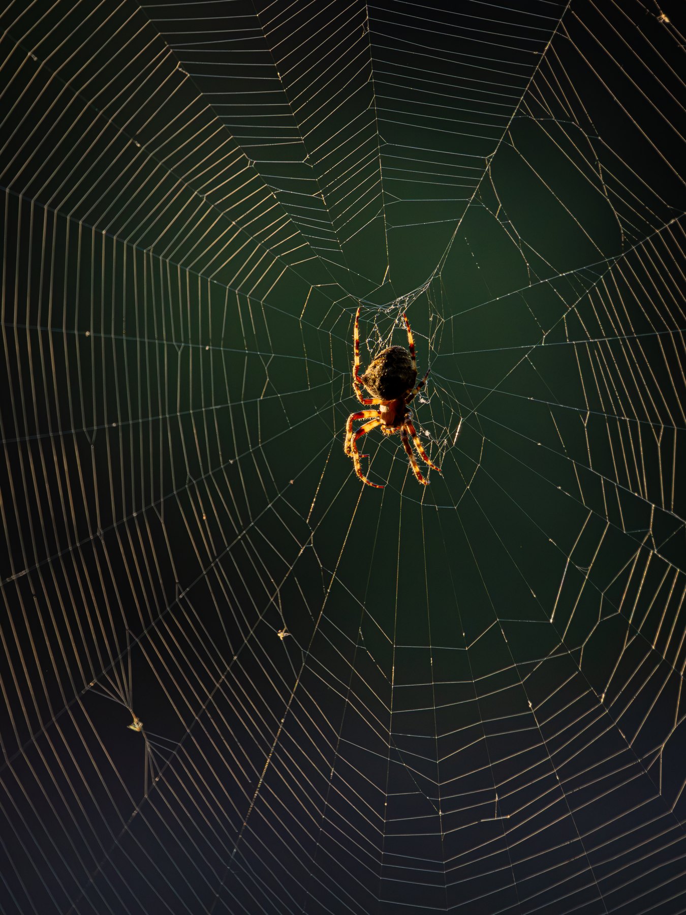 Spider at the centre of its web