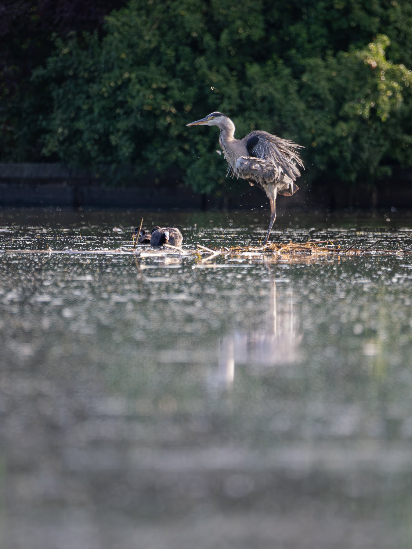 Grey heron at a quiet wetland