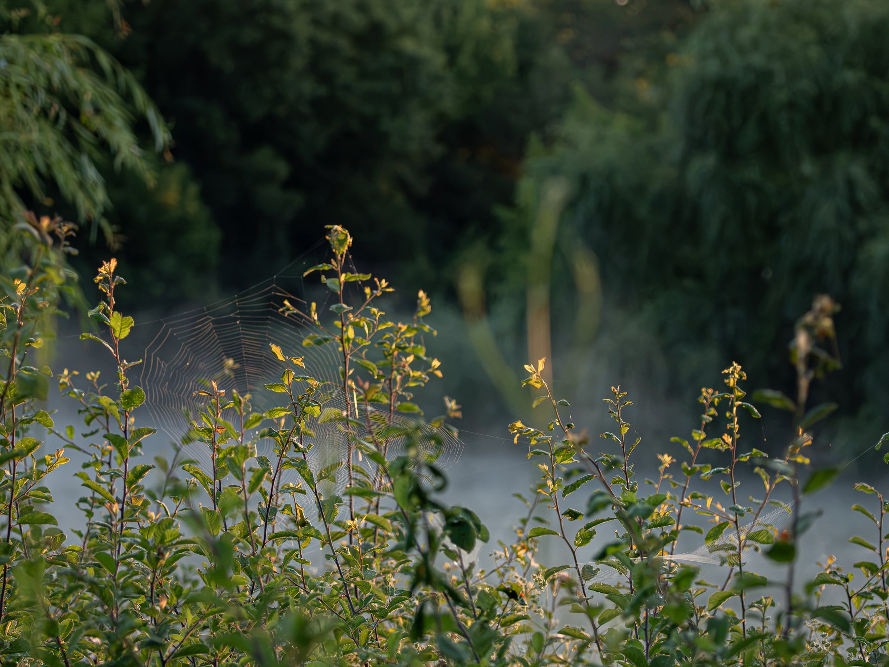 Bird among waterside foliage