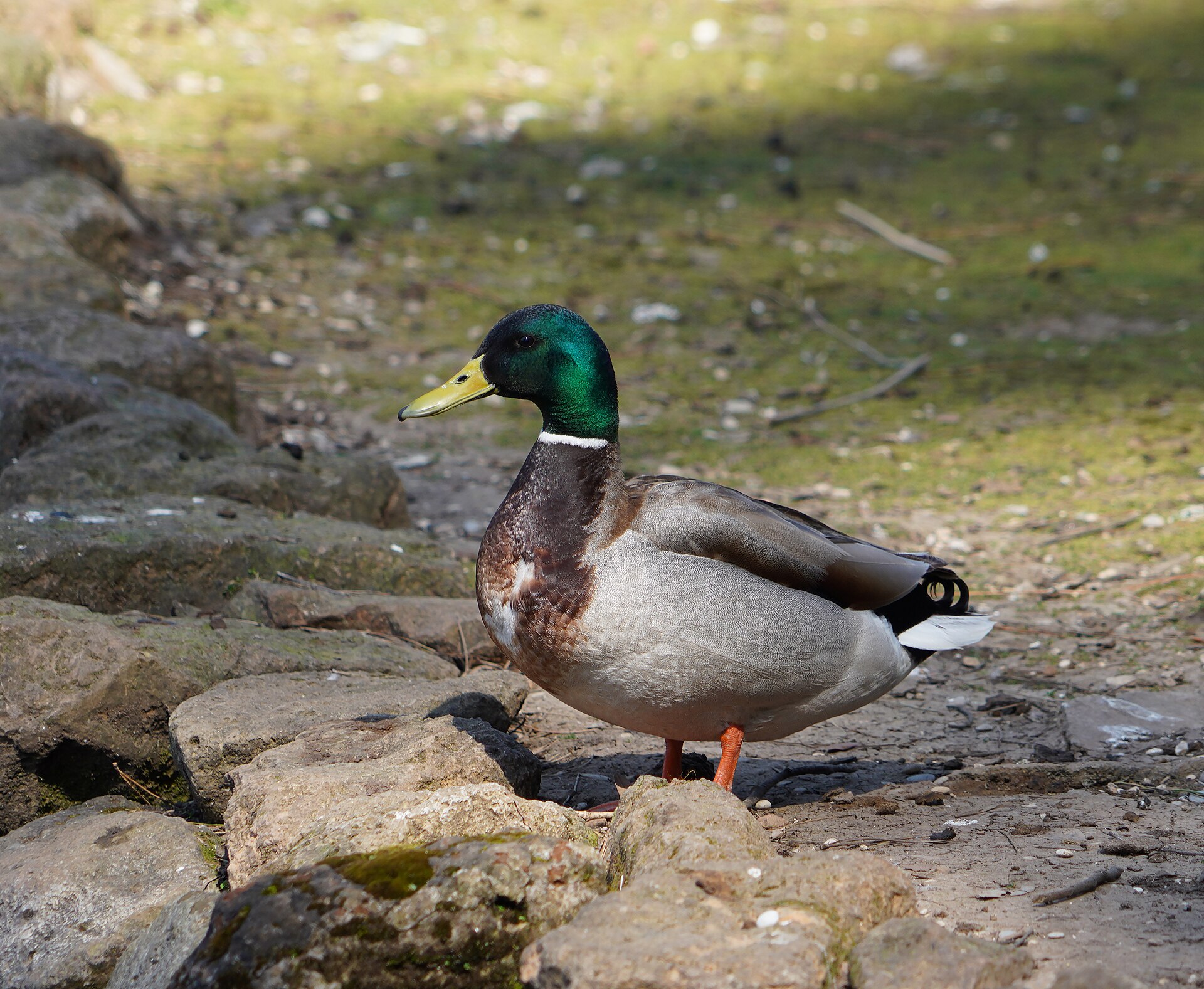 Mallard (Anas platyrhynchos)