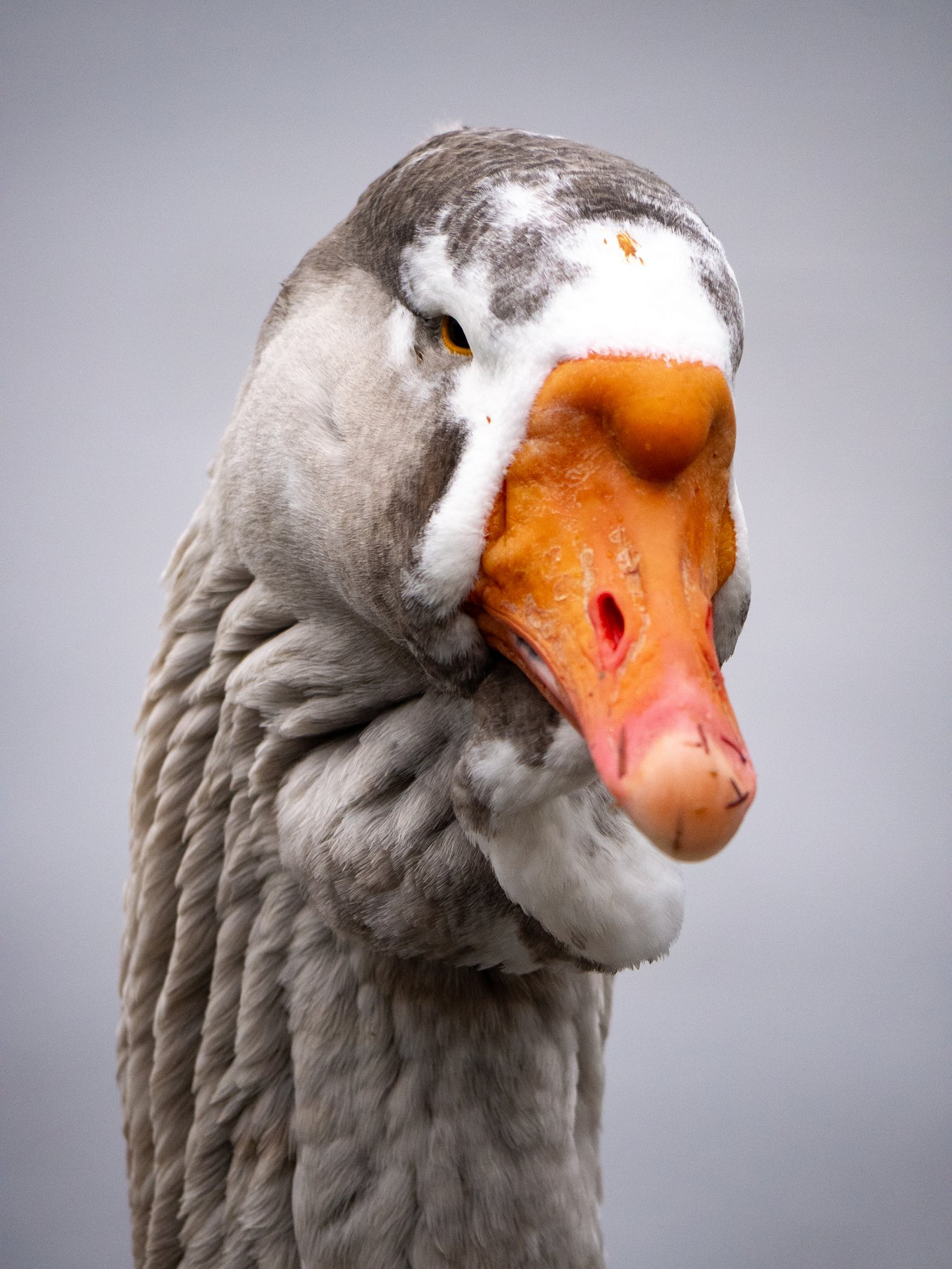 Waterbird portrait