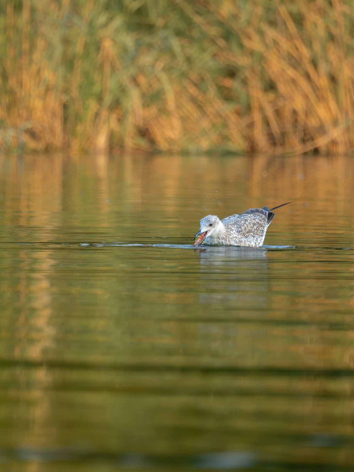 Waterbird in warm reflections
