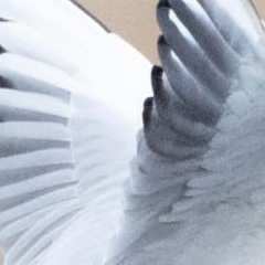 Detail of the gull's raised wing feathers — before editing