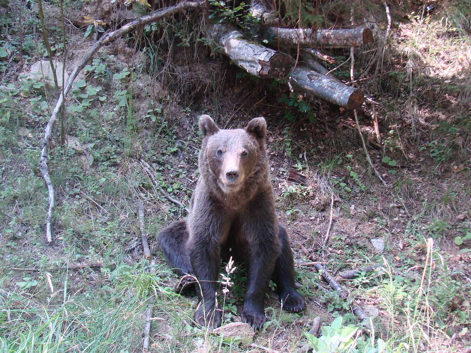 Brown Bear (Ursus arctos)