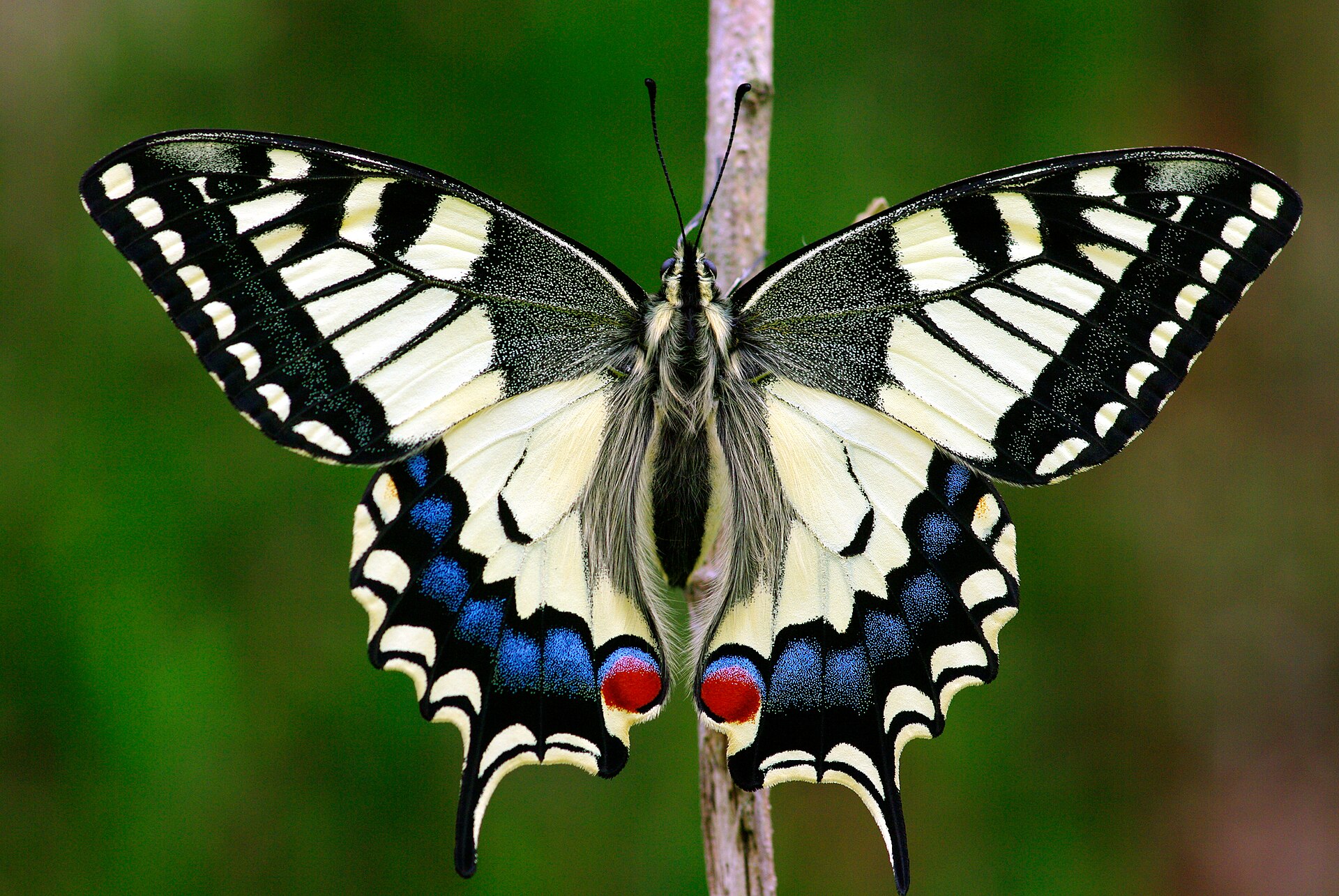 Swallowtail (Papilio machaon)
