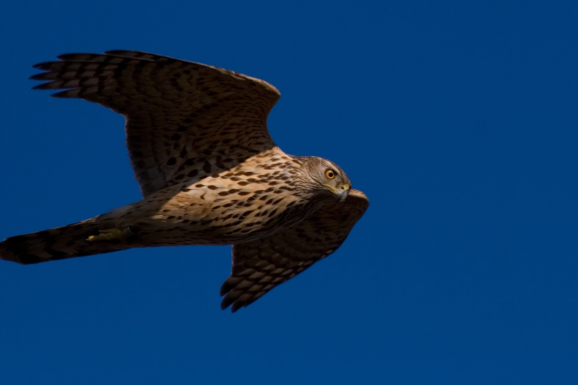 Northern Goshawk (Accipiter gentilis)