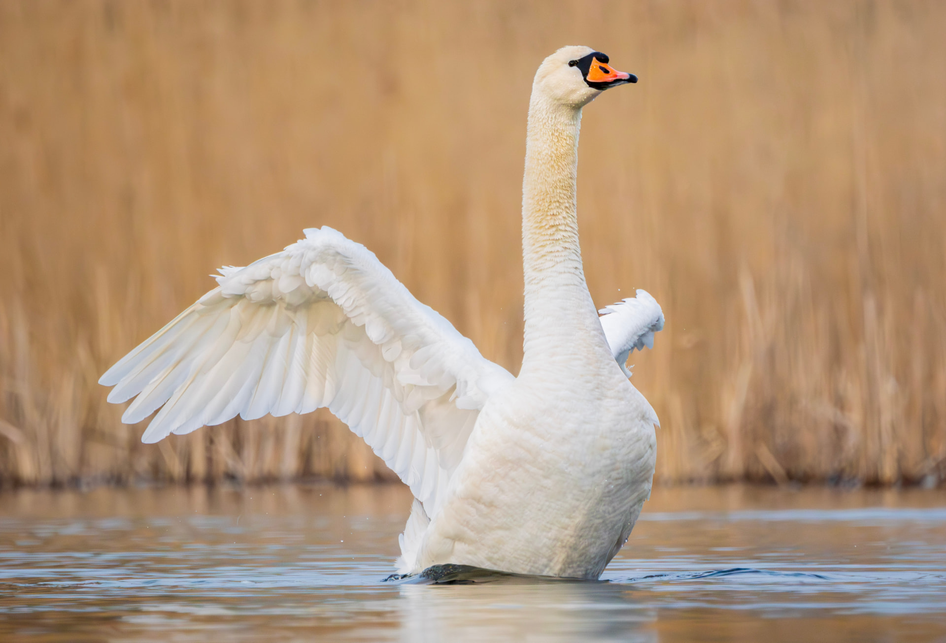Mute swan raising its wings in shallow water