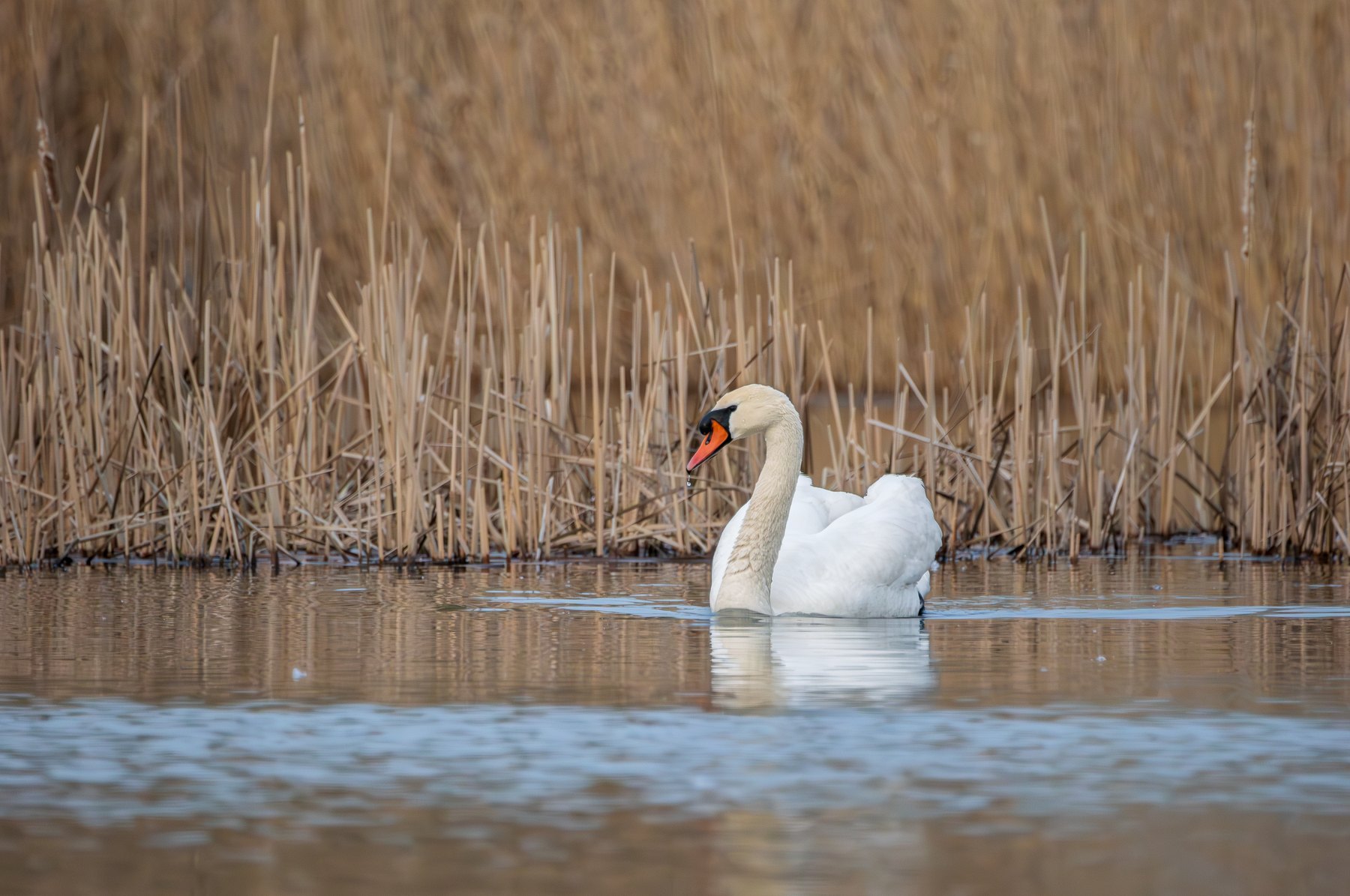 Mute swan on calm water