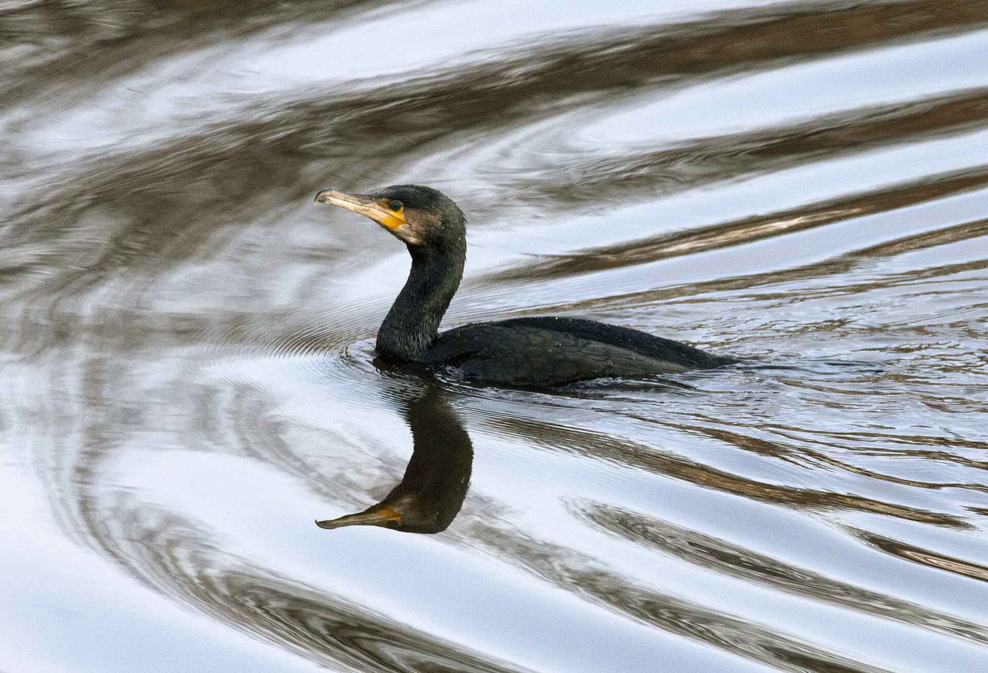 Great Cormorant (Phalacrocorax carbo)