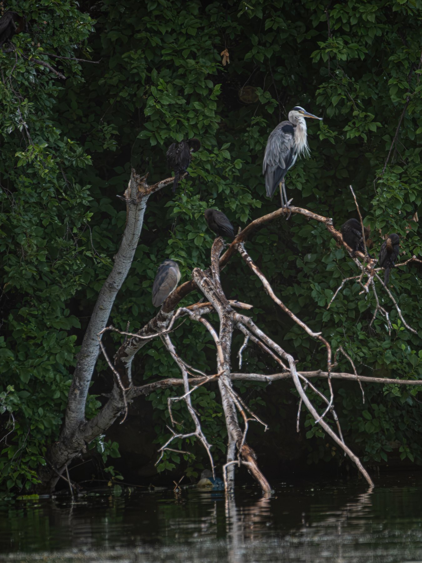 Grey heron at a quiet wetland