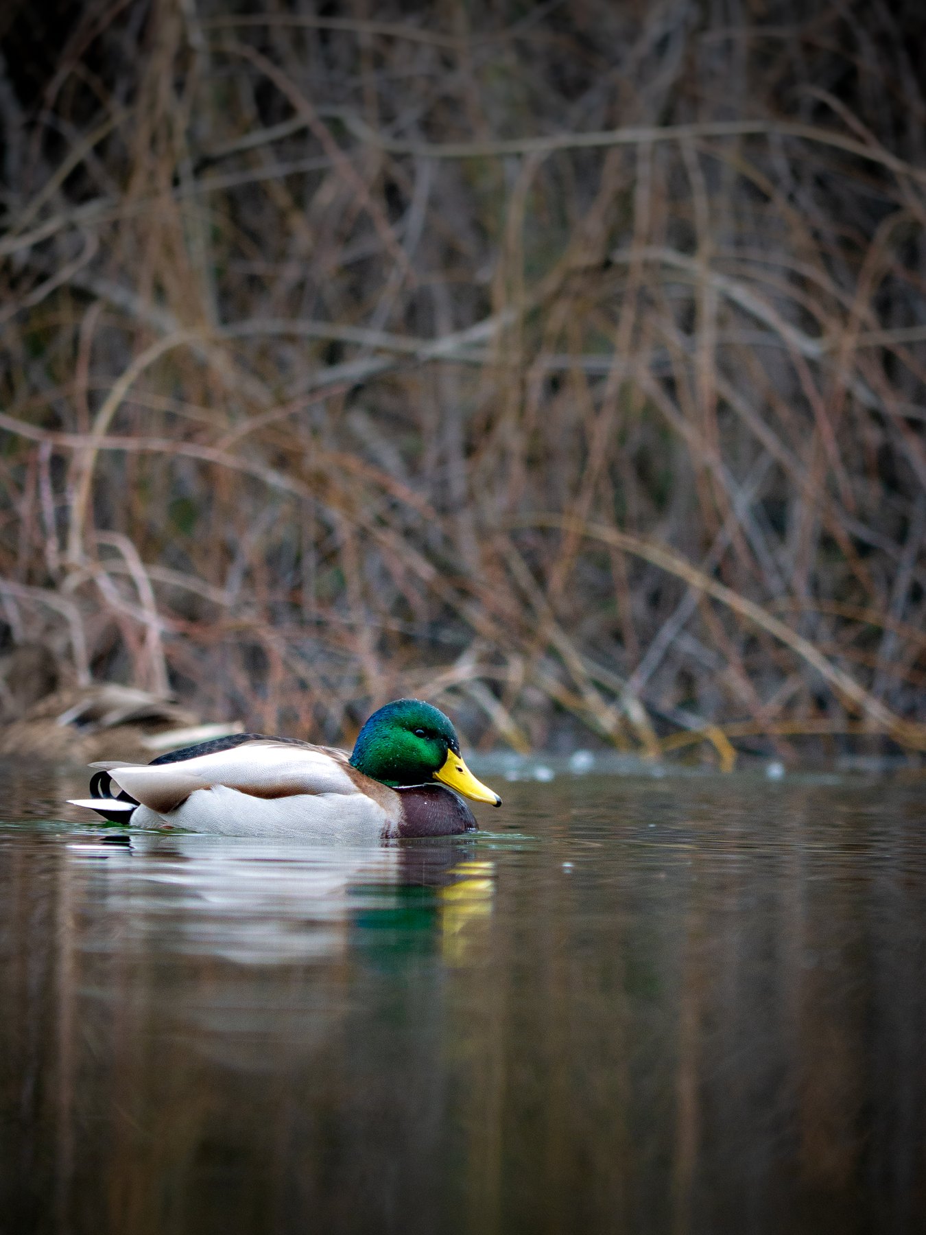 Mallard on calm water
