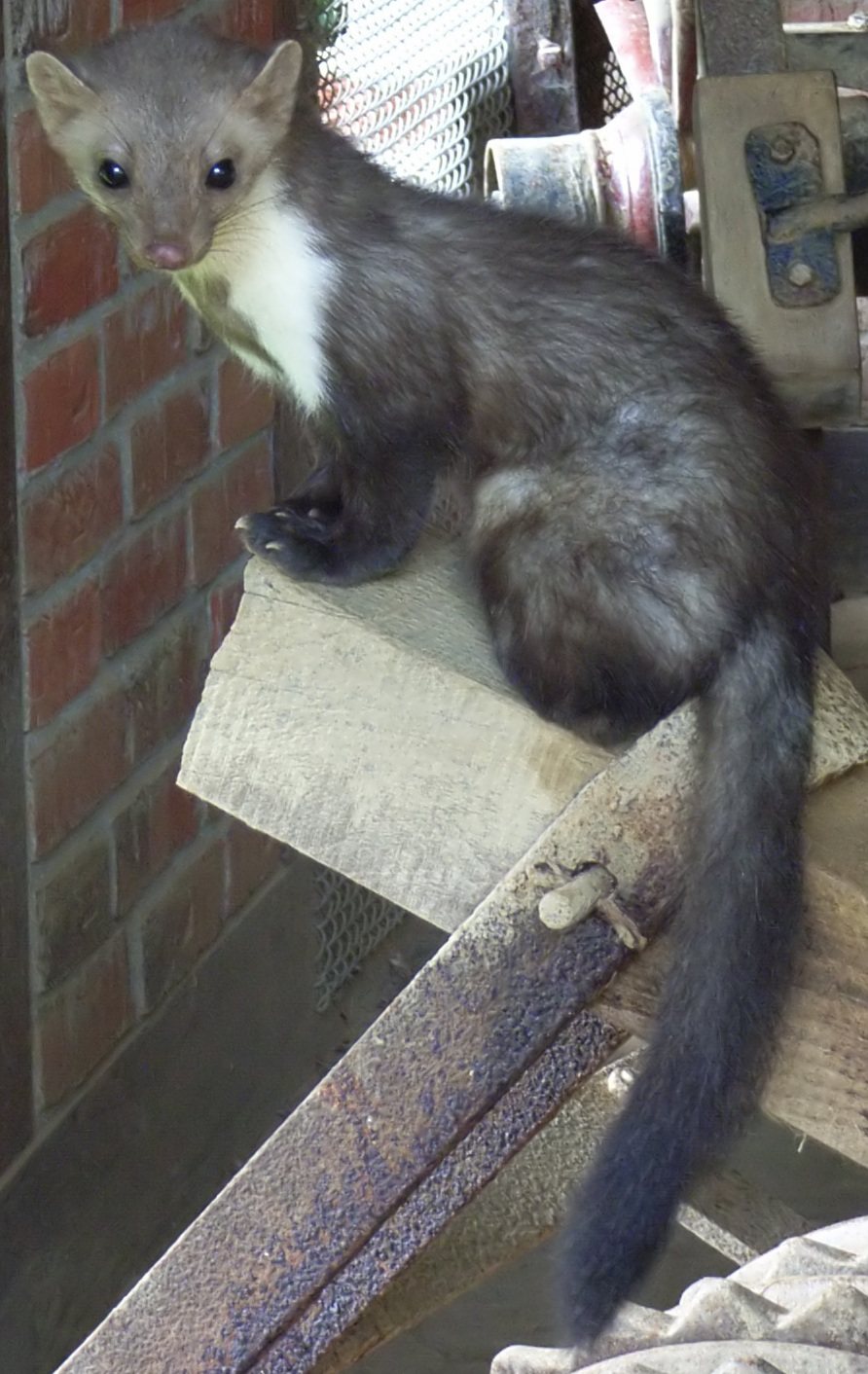Beech Marten (Martes foina)