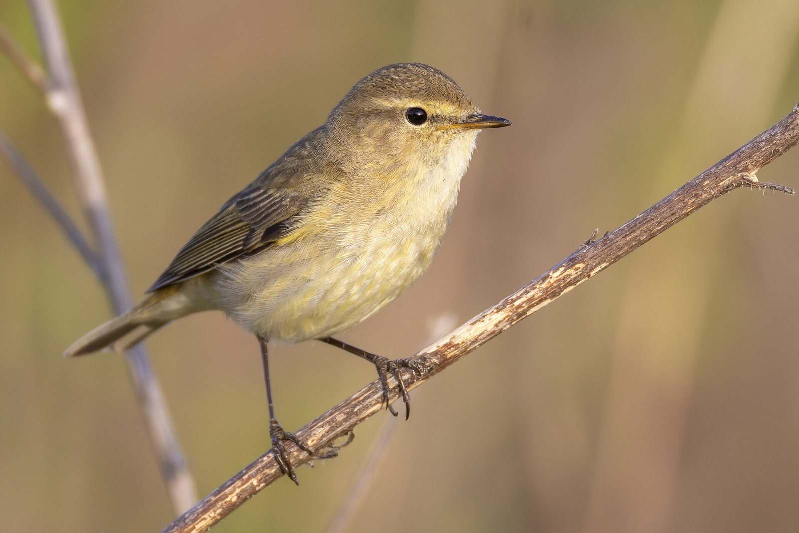 Common Chiffchaff (Phylloscopus collybita)