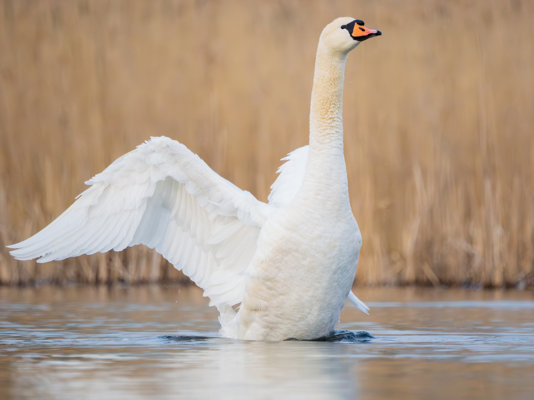 Mute swan displaying its wings