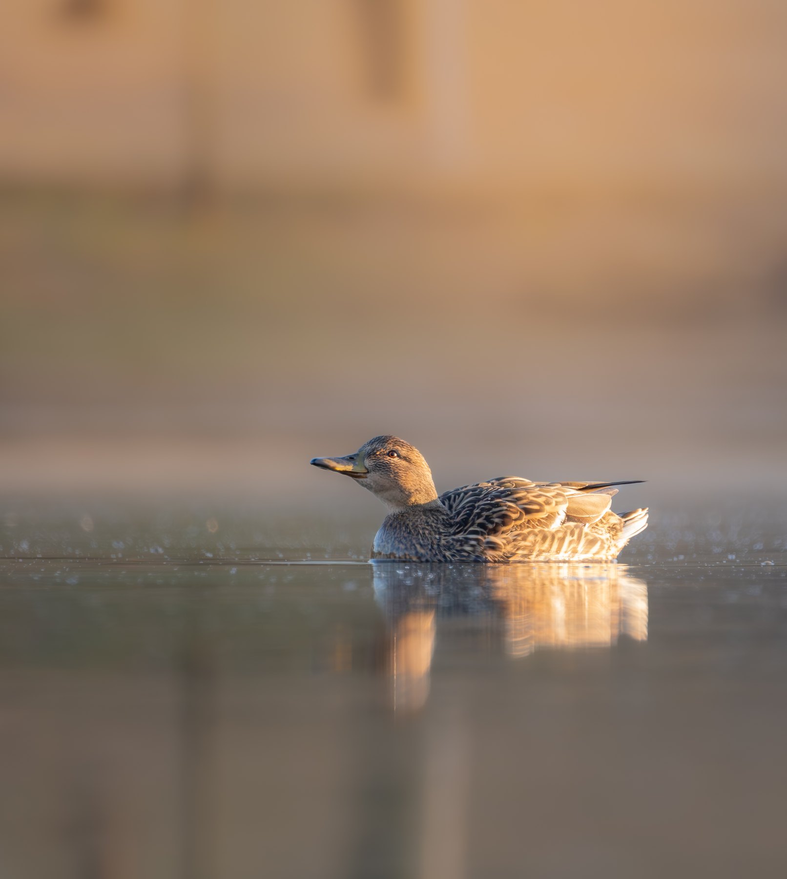 Mallard in morning light