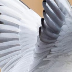 Detail of the gull's raised wing feathers — after Lightroom editing