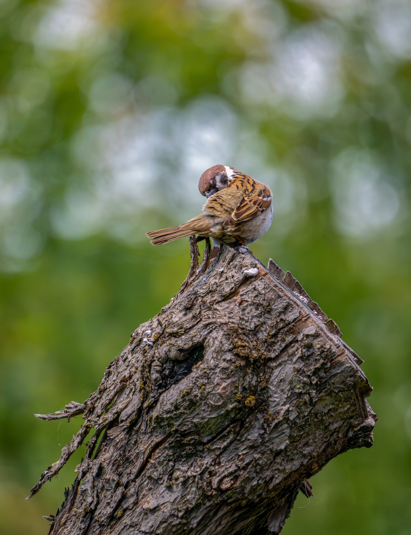 Songbird portrait in summer light