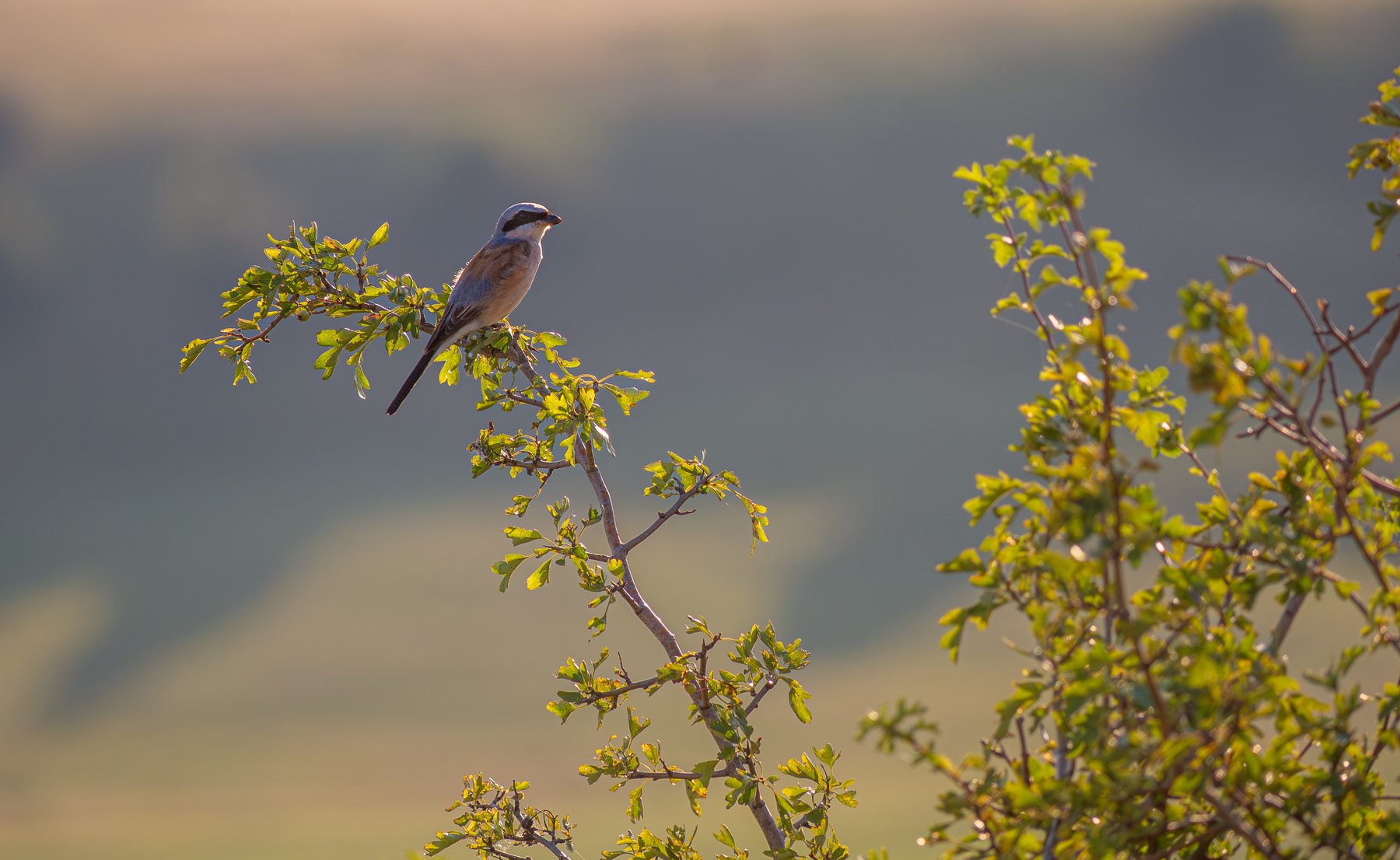 Wild bird among summer foliage