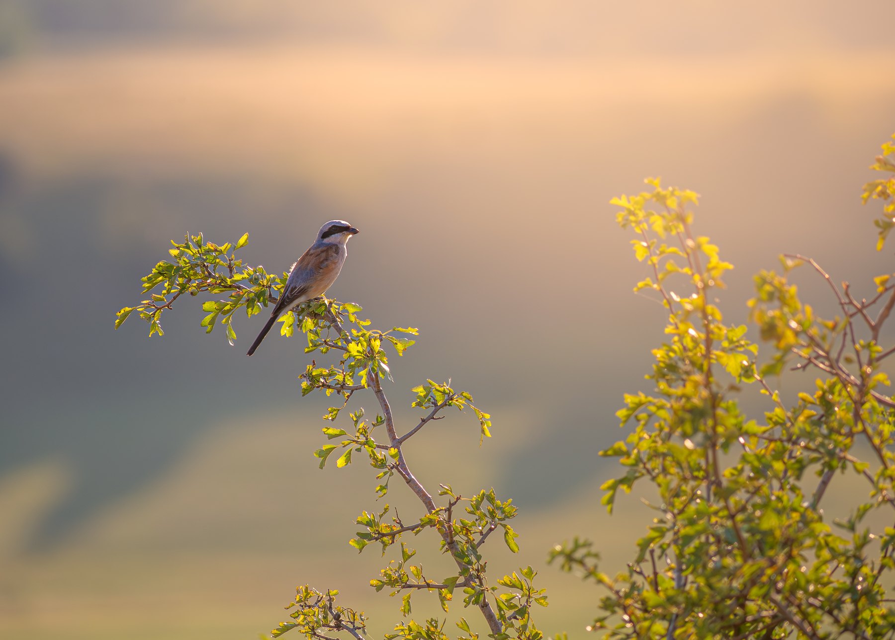Wild bird among summer foliage