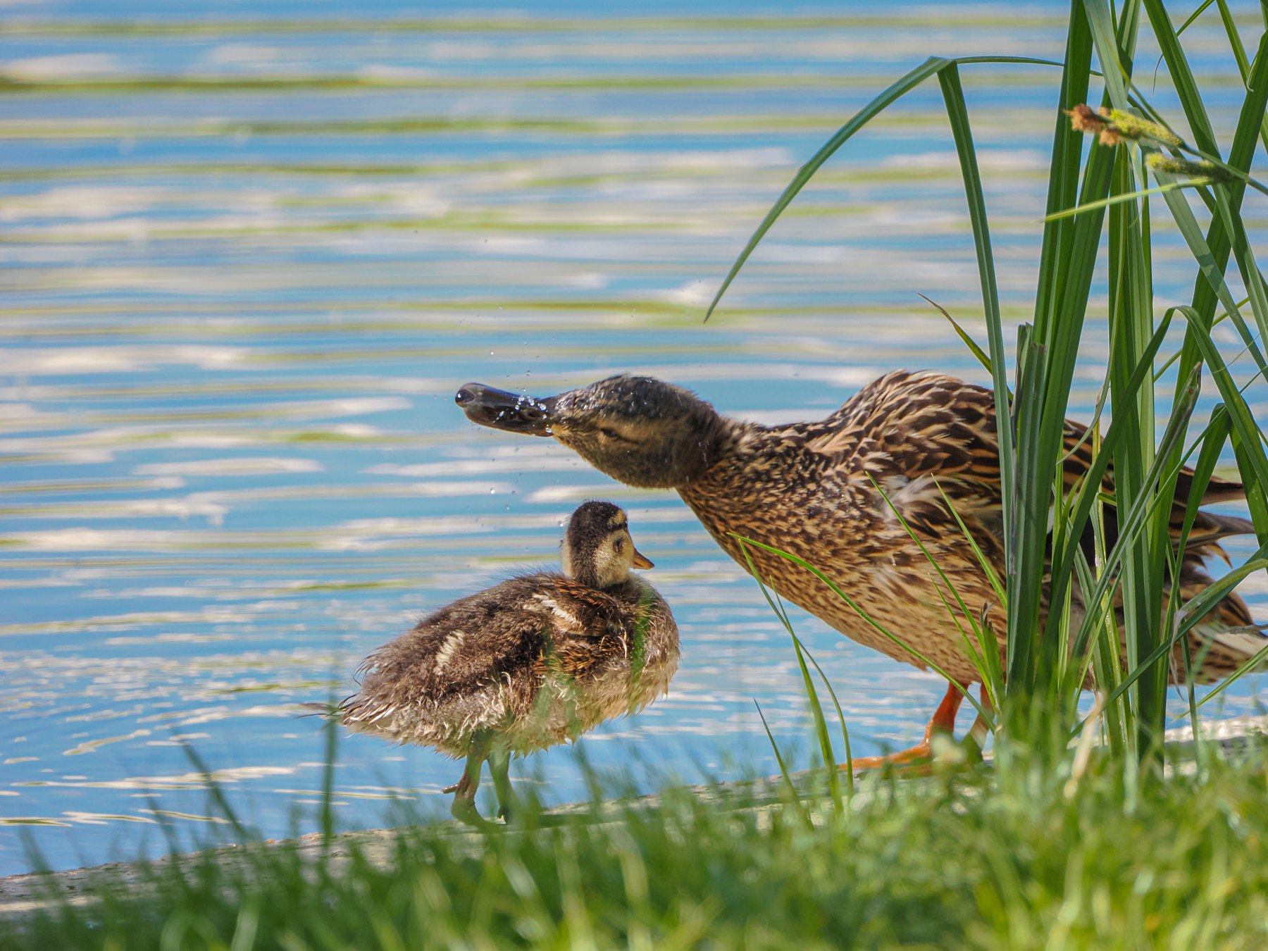 Mallard with duckling at the water edge