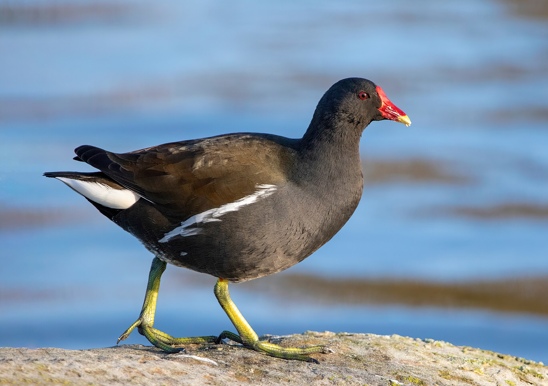 Common Moorhen (Gallinula chloropus)