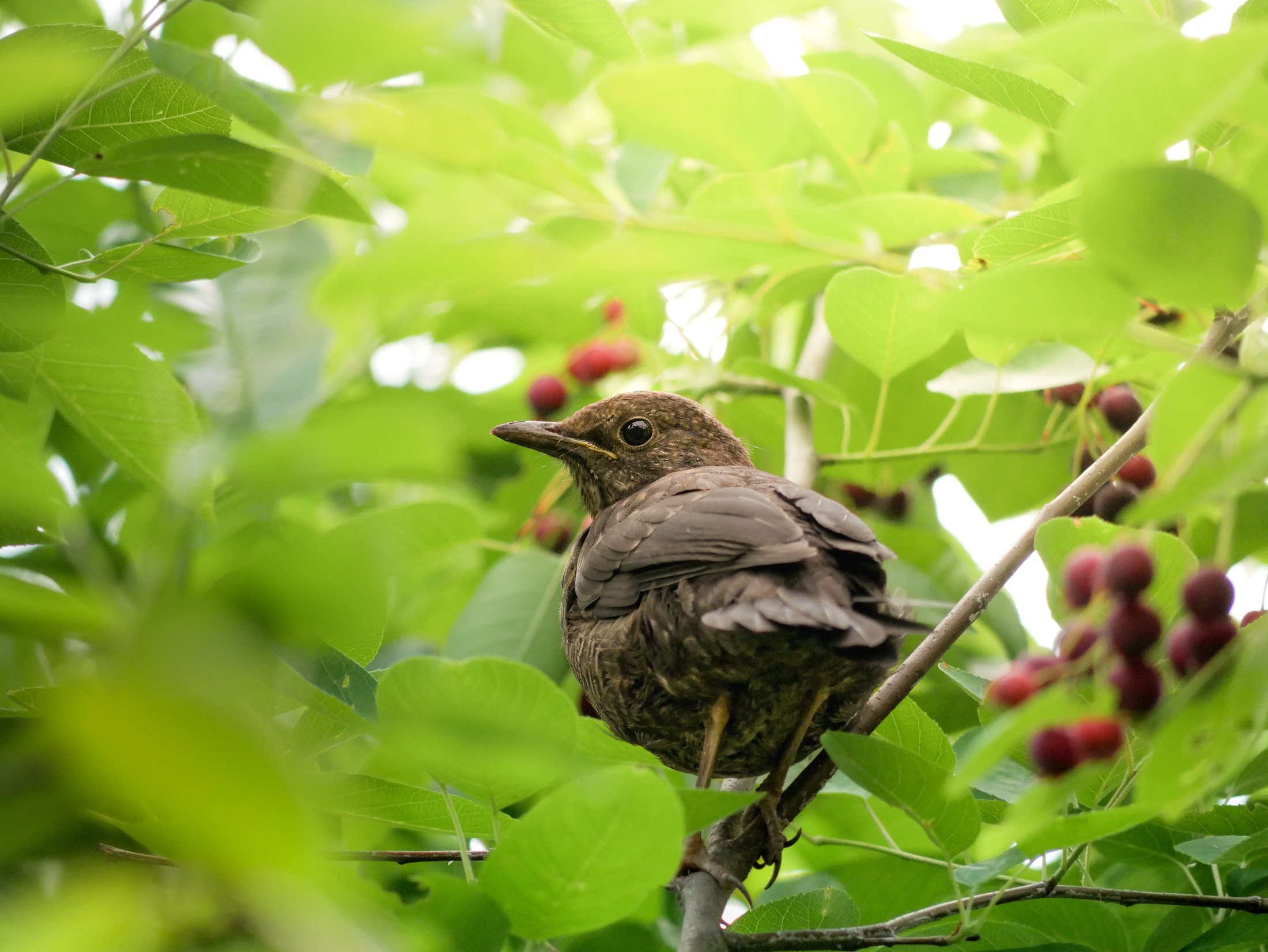 Among the Summer Fruit — Woodland bird