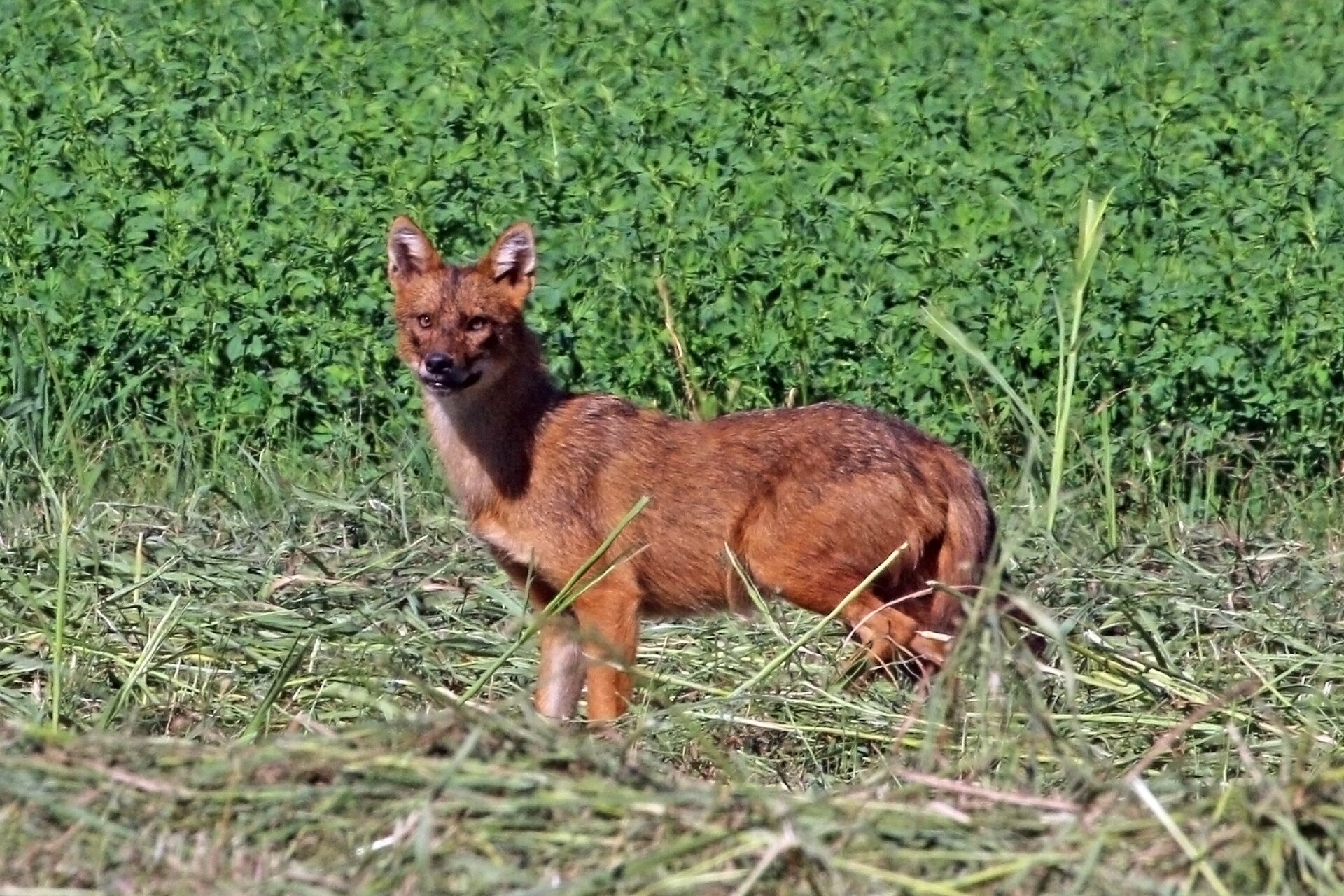 Golden Jackal (Canis aureus)