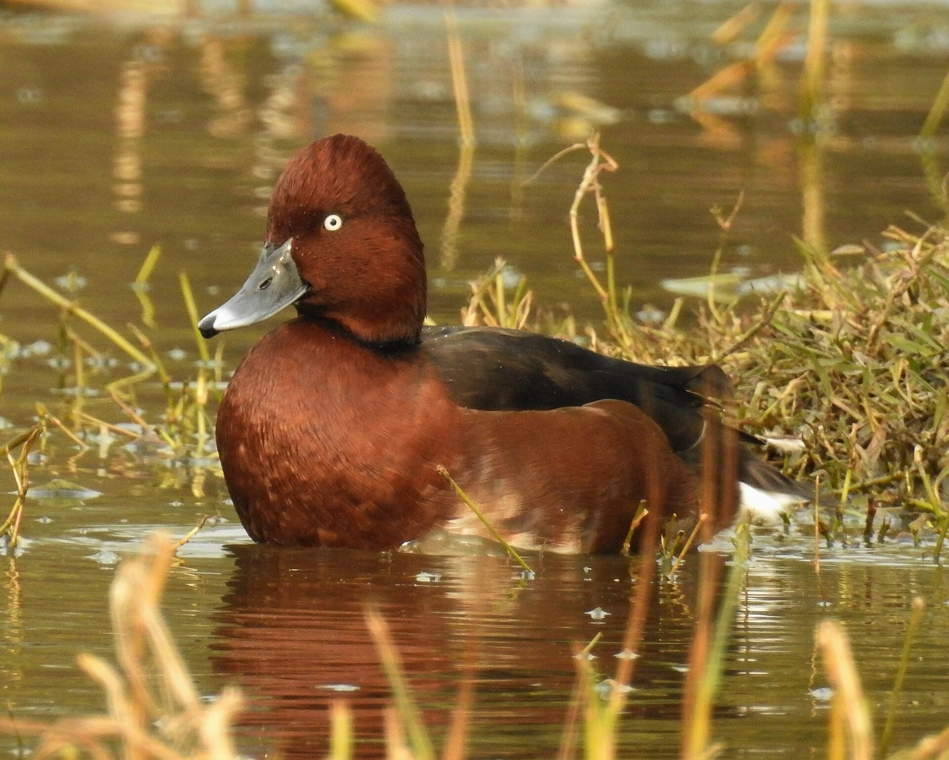 Ferruginous Duck (Aythya nyroca)