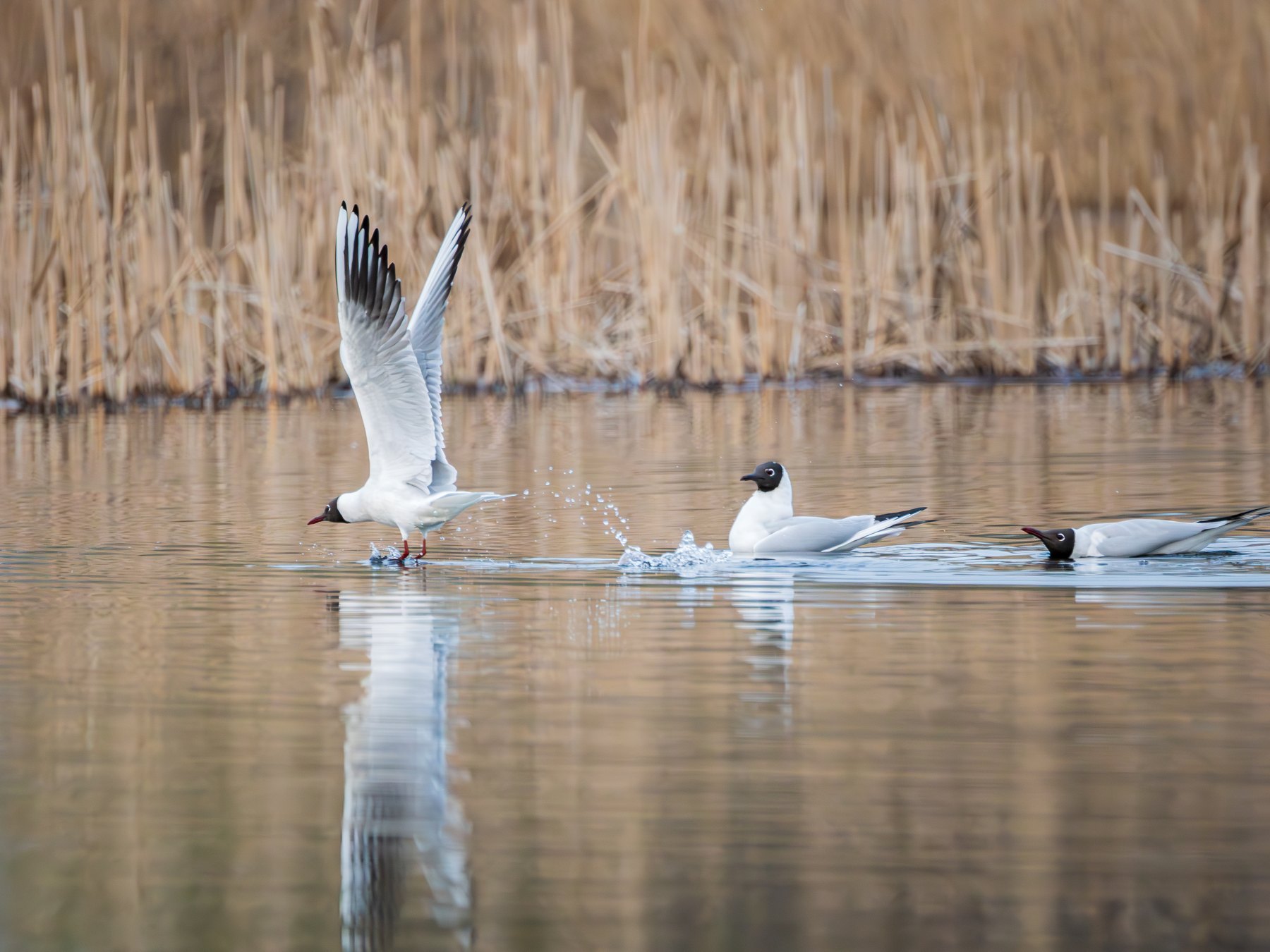 Swan in motion on the water