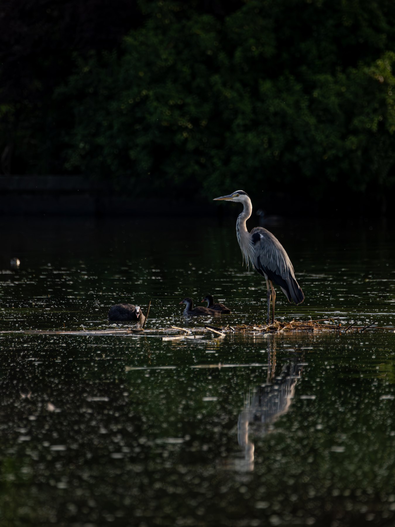 Grey heron at a quiet wetland