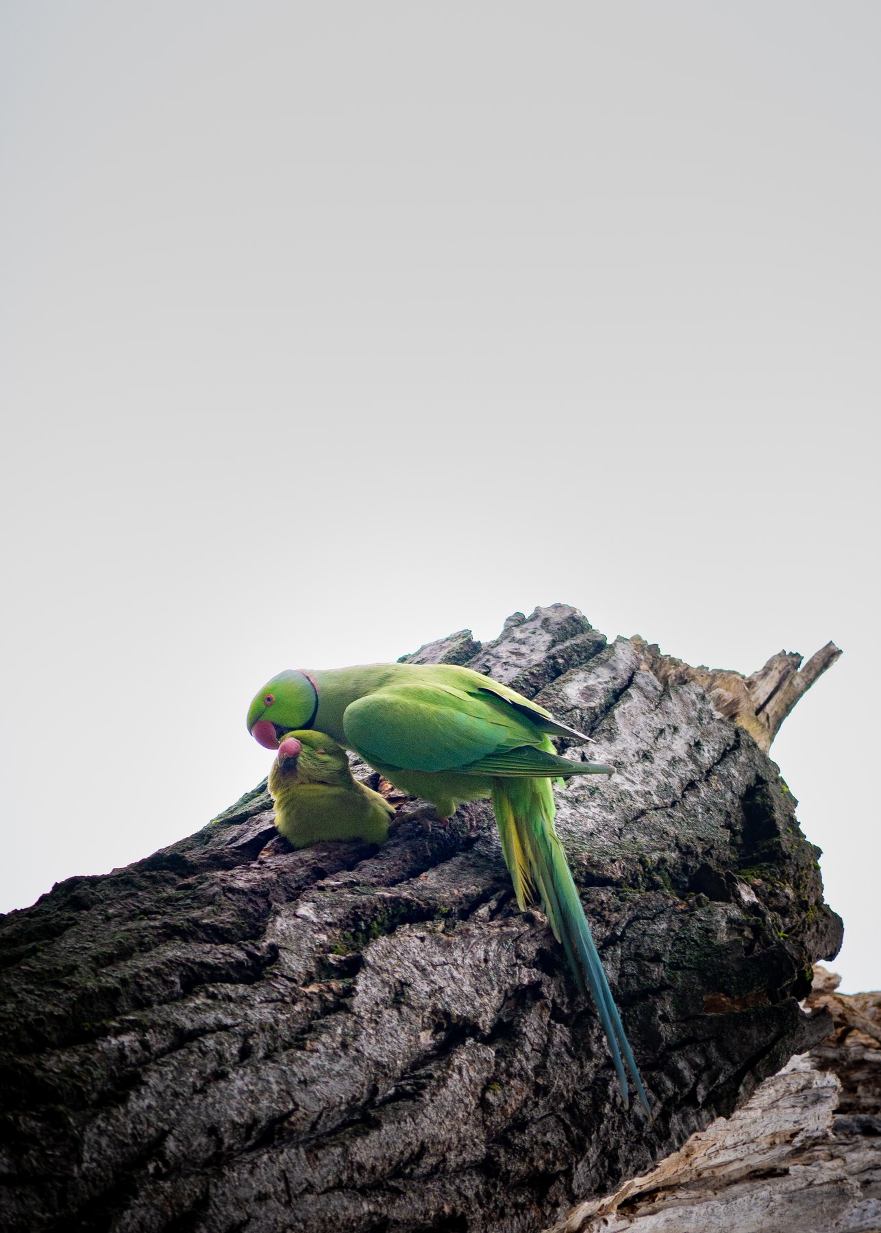 Wild bird portrait