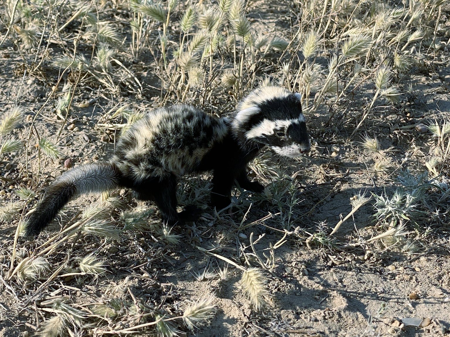 Marbled Polecat (Vormela peregusna)