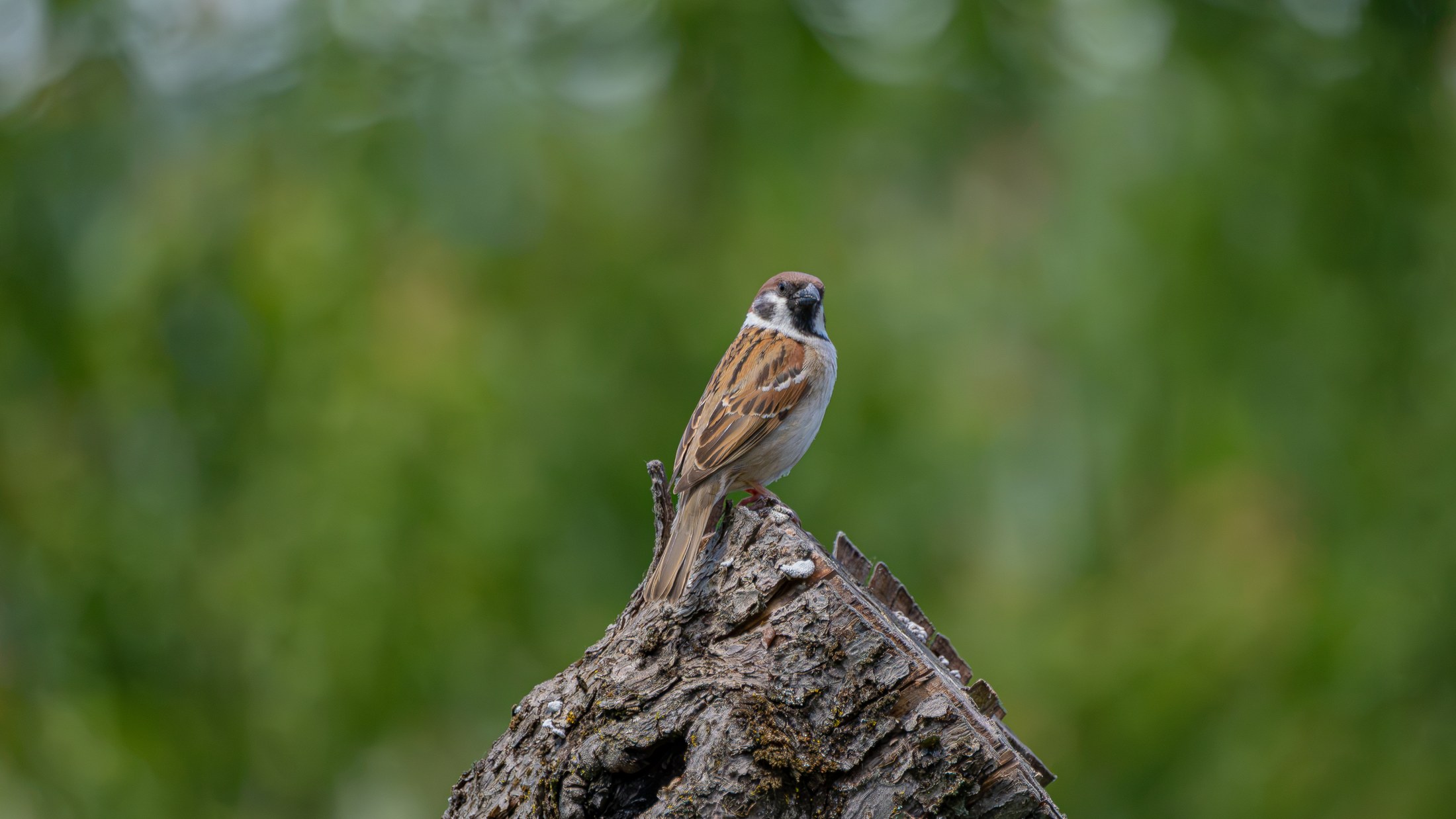 The Lookout — Bird on a weathered perch