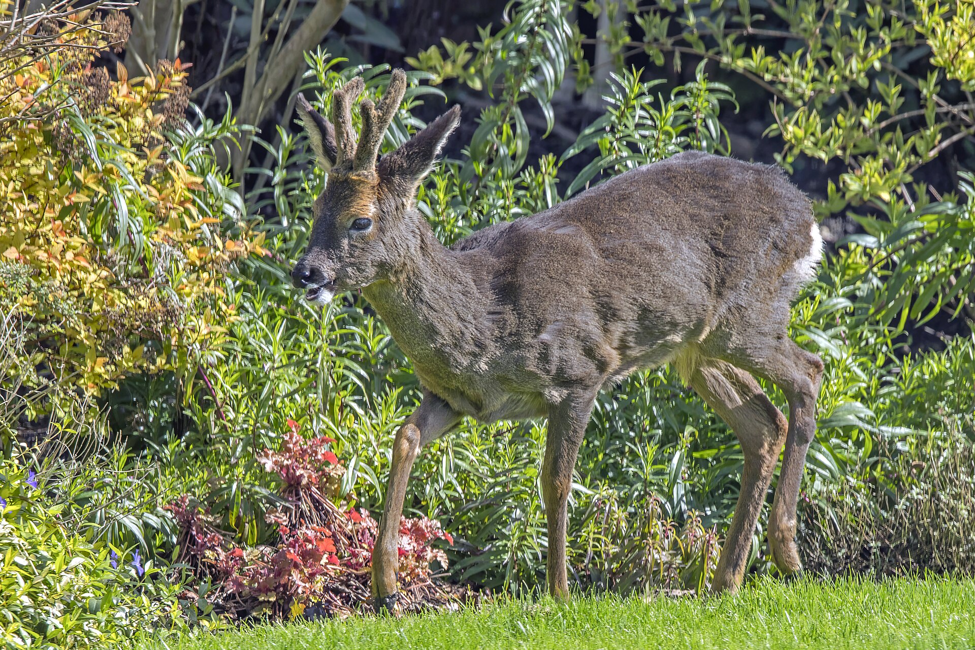 Roe Deer (Capreolus capreolus)