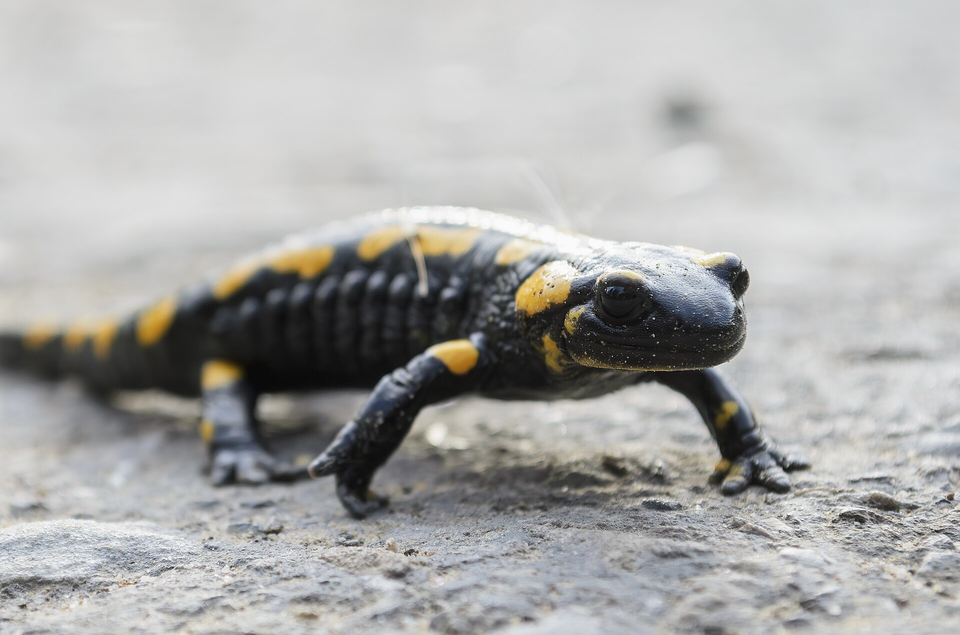 Fire Salamander (Salamandra salamandra)