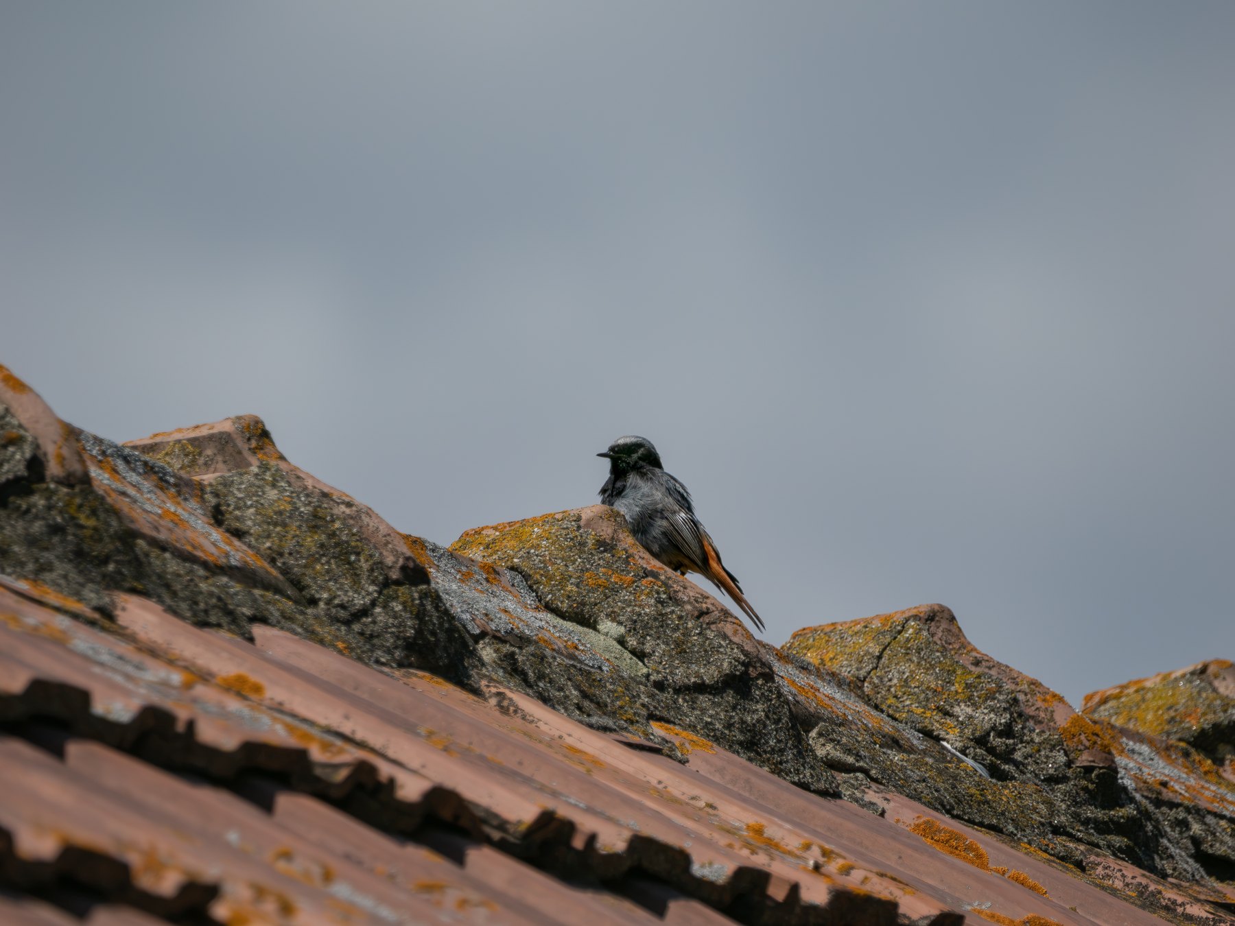 Bird perched on a weathered rooftop